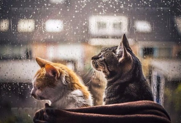 Rains with snow will not recede at least until the end of the week - forecasters