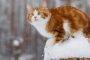 They were looking for a new house: the dog was sold at auction for 25 thousand dollars