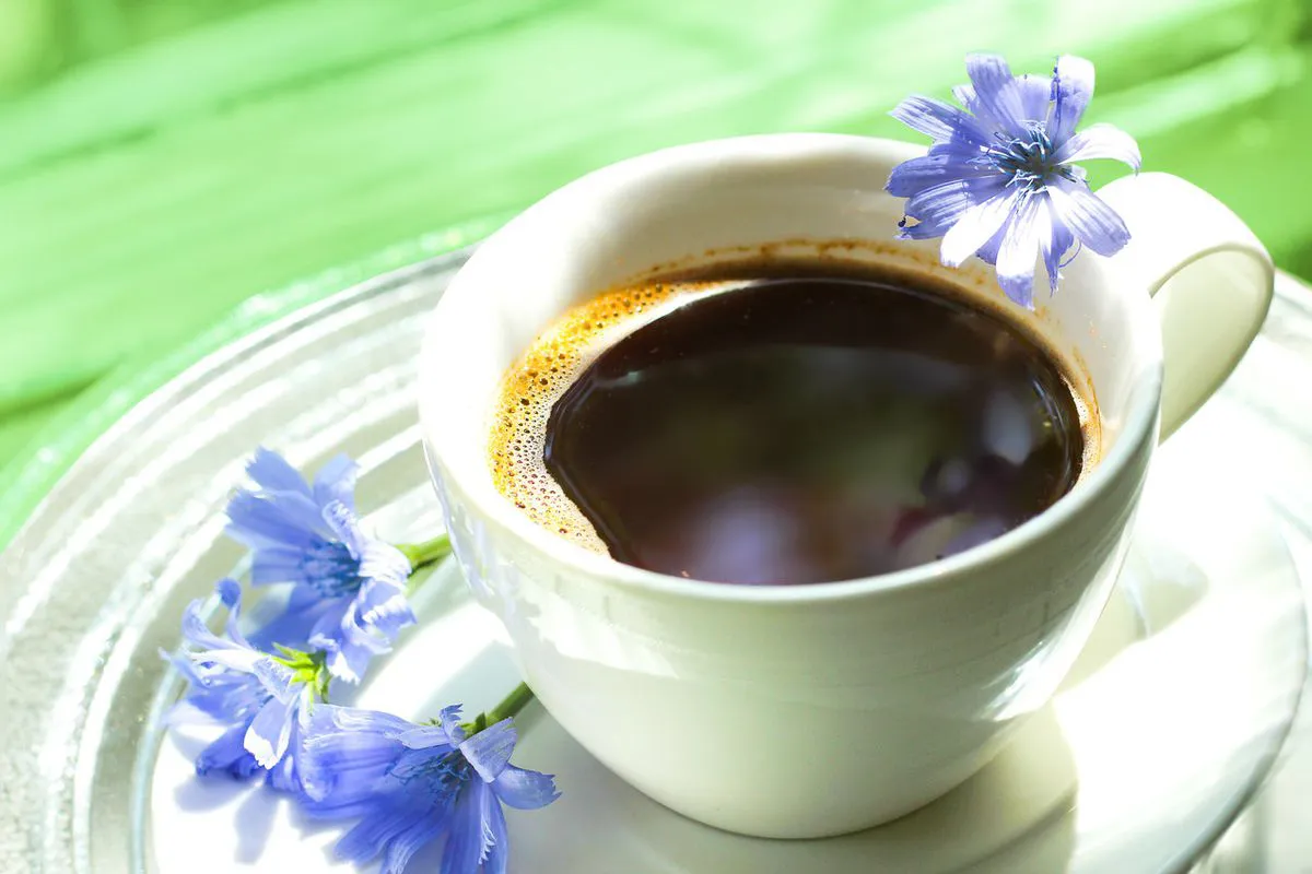 Can chicory be considered a full-fledged alternative to coffee