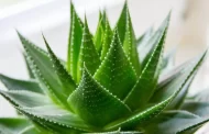 What is the difference between aloe and aloe vera and how to care for them