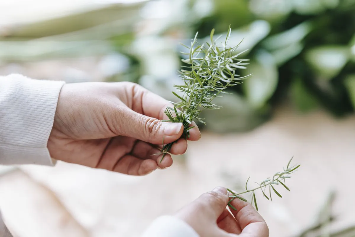 How rosemary can affect human health