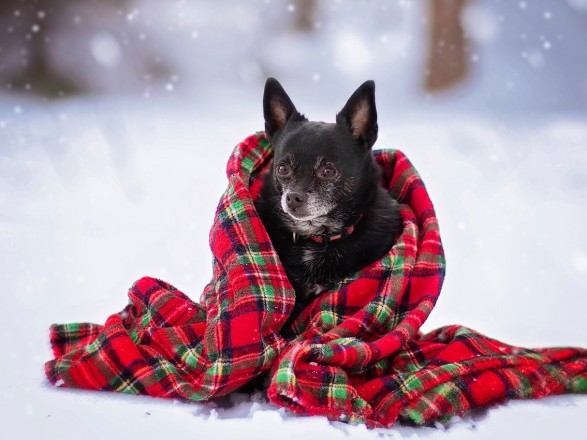 Weather: Snowfall is expected in Ukraine today