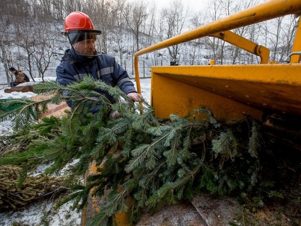 As of today, Christmas tree recycling points are starting to operate in Kyiv