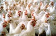 Domestic poultry farming has grown - statistics