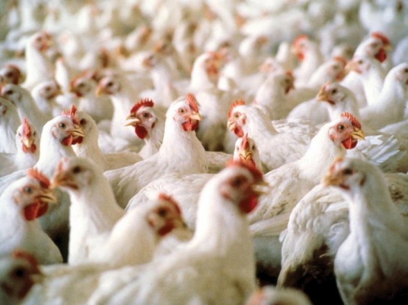 Domestic poultry farming has grown - statistics