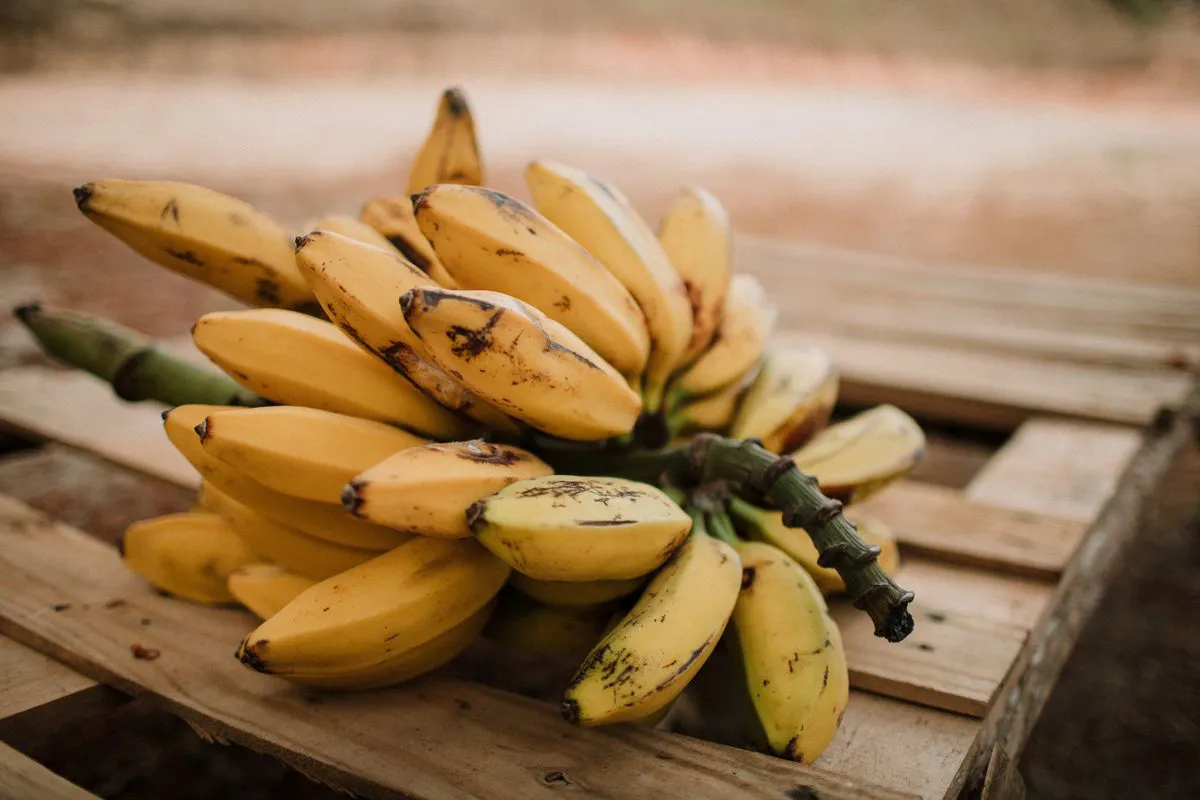 Cosmetologists talked about the benefits of bananas for face and hair