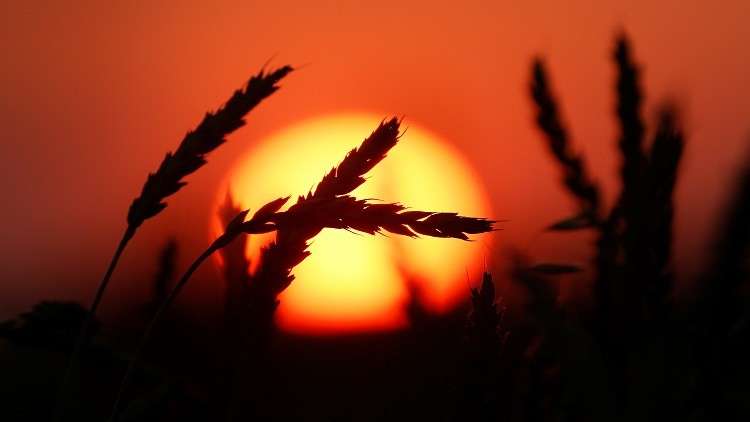 There are no obstacles for grain exports from Ukraine