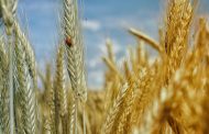 The unprecedented rise in grain prices heralds a global famine