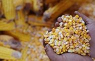 Lviv farmers were provided with a humanitarian shipment of corn
