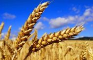 Ukraine's grain harvest may be 20% less than last year - British intelligence