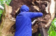 Petro Mohyla's 400-year-old linden tree was 