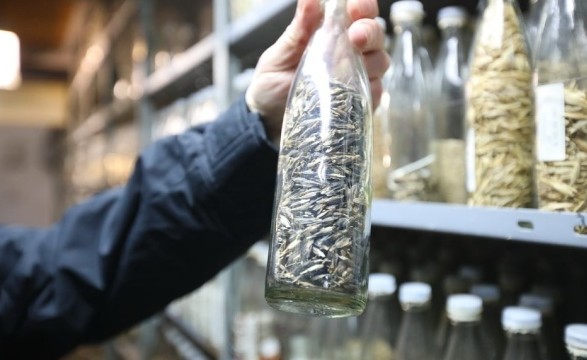 The shelling of the plant genetic bank in Kharkiv: specimens were saved, but due to destroyed equipment there are problems with their preservation