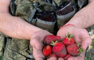 In the Kherson region occupiers are hired to locals to collect strawberries - OK 