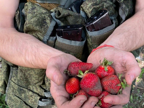 In the Kherson region occupiers are hired to locals to collect strawberries - OK 