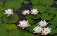 Watercolor flower bed with nymphs blooming on a lake in Kyiv