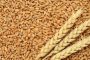 What is the fate of the Ukrainian grain?