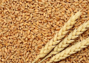 Domestic wheat prices continue their gradual decline