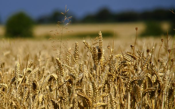What is the fate of the Ukrainian grain?