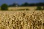 Domestic wheat prices continue their gradual decline