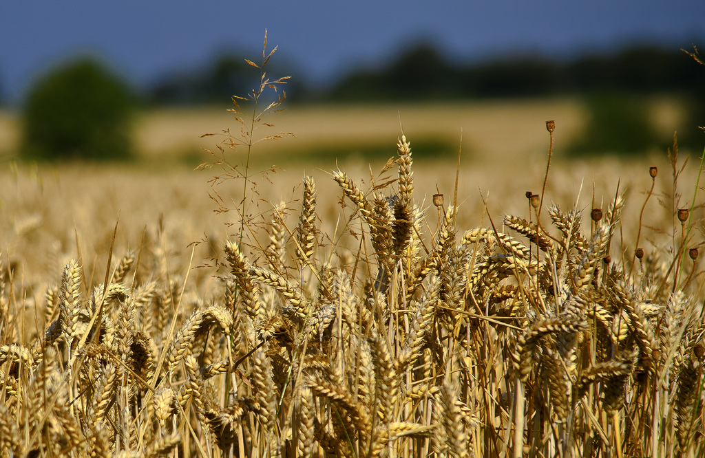 What is the fate of the Ukrainian grain?