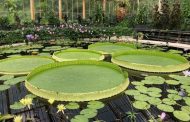 British scientists have discovered a new species of giant water lily