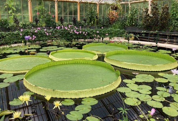 British scientists have discovered a new species of giant water lily