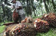 Indonesia cancels the duty on the export of palm oil until August 31