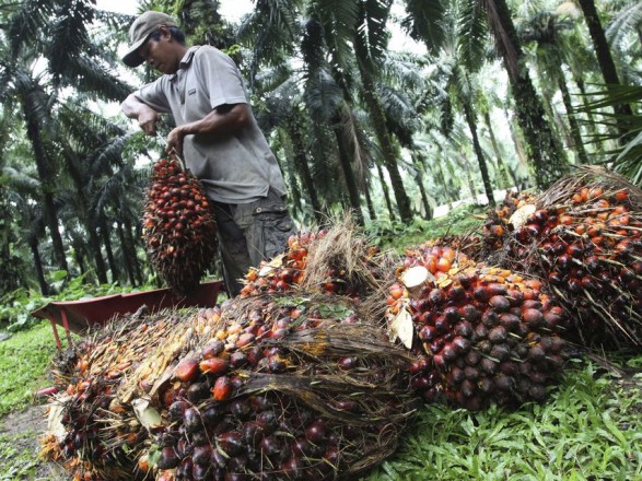 Indonesia cancels the duty on the export of palm oil until August 31