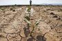 Drought threatens 60% of the territory of the EU and Great Britain - study