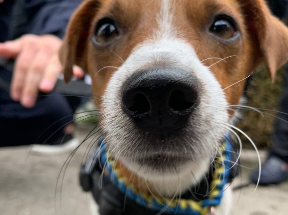 Dog Patron went to the Khmelnytsky region: what did he do there