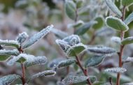 Wet snow in the Carpathians and frost on the ground: the weather in the coming days