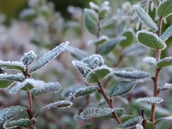 Wet snow in the Carpathians and frost on the ground: the weather in the coming days