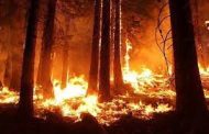 A large-scale forest fire broke out in the north of Kazakhstan