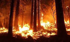 A large-scale forest fire broke out in the north of Kazakhstan