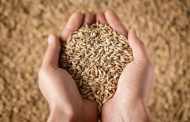 For eight months, Ukraine exported more than 20 million tons of grain