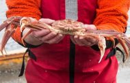 Billions of snow crabs have disappeared from the waters near Alaska: scientists say overfishing is not the main cause