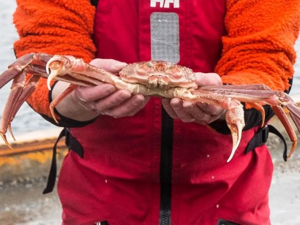 Billions of snow crabs have disappeared from the waters near Alaska: scientists say overfishing is not the main cause