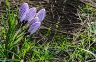 When does spring come according to meteorological forecasts?