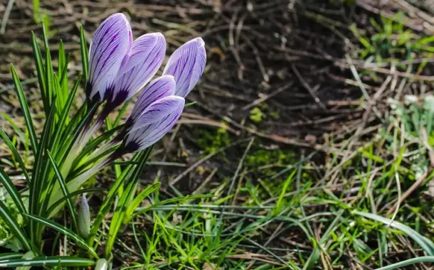 When does spring come according to meteorological forecasts?