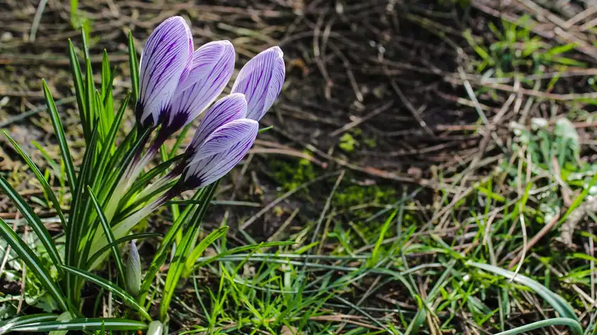 When does spring come according to meteorological forecasts?