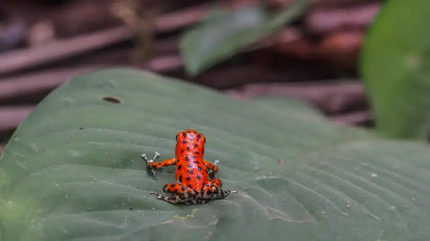 Find the smallest vertebrate animal in the world