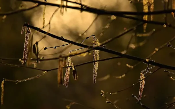 Rain, fog and frost at night: weather forecast for February 17