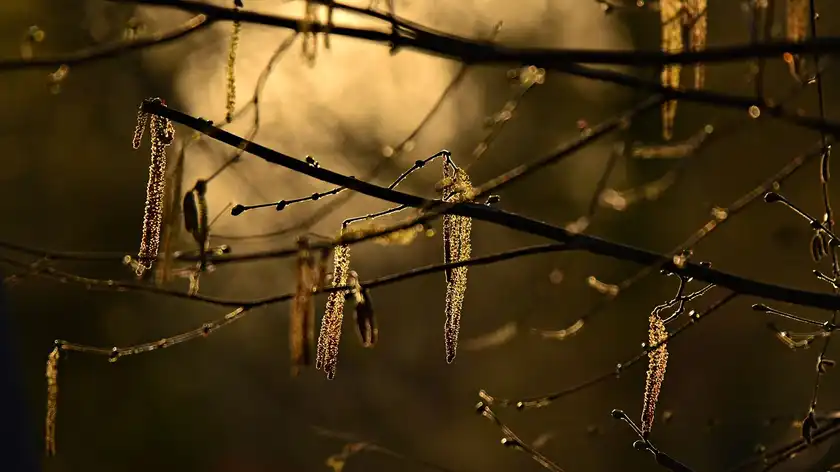 Rain, fog and frost at night: weather forecast for February 17