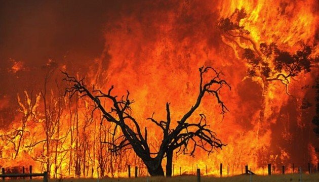 الحرائق في استراليا عام 2020 تدمر النباتات المحلية