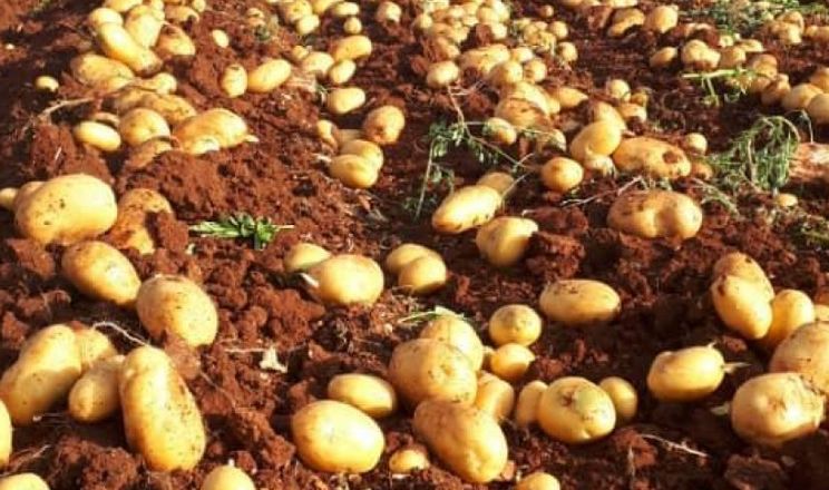 العالم حدد عائقين أمام زراعة البطاطس