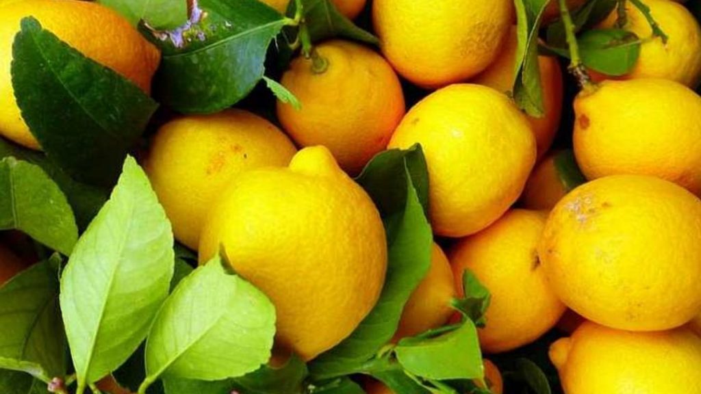 عائلة البوبك تتحدى الطبيعة وتزرع الليمون في ترنوبل
