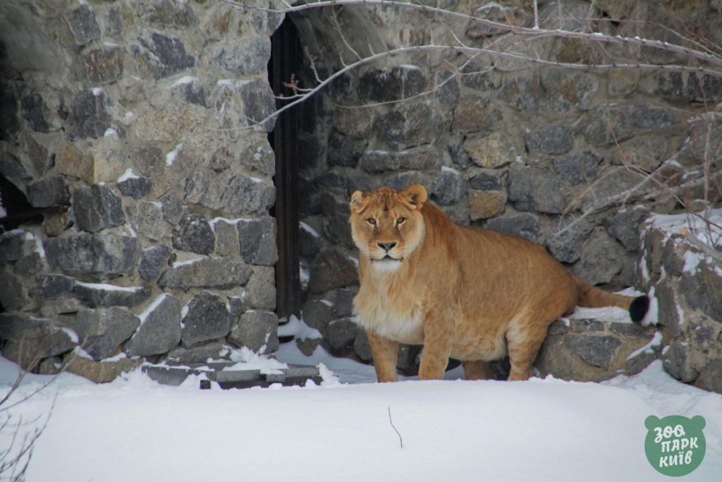 كيف ابتهجت حيوانات حديقة حيوان كييف في الثلج1