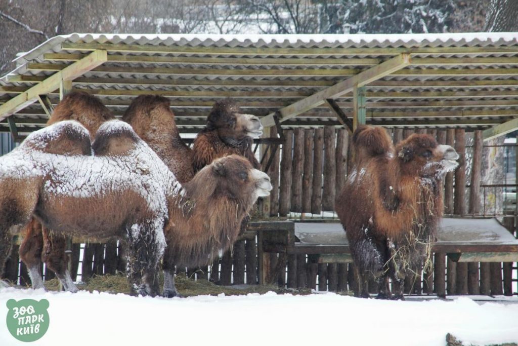 كيف ابتهجت حيوانات حديقة حيوان كييف في الثلج2