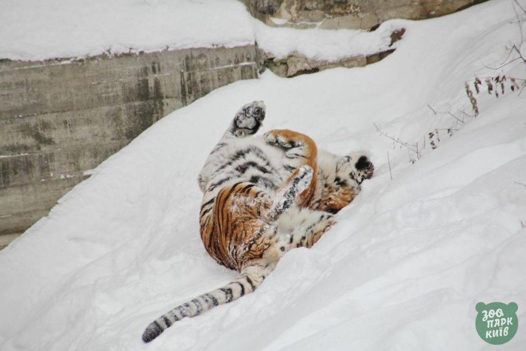 كيف ابتهجت حيوانات حديقة حيوان كييف في الثلج3