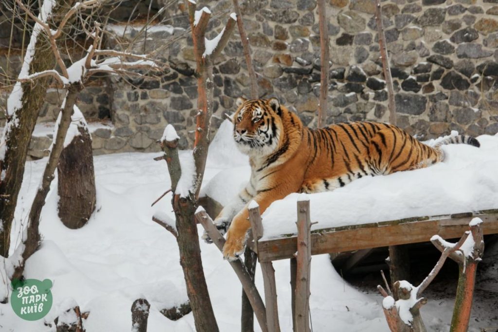كيف ابتهجت حيوانات حديقة حيوان كييف في الثلج4